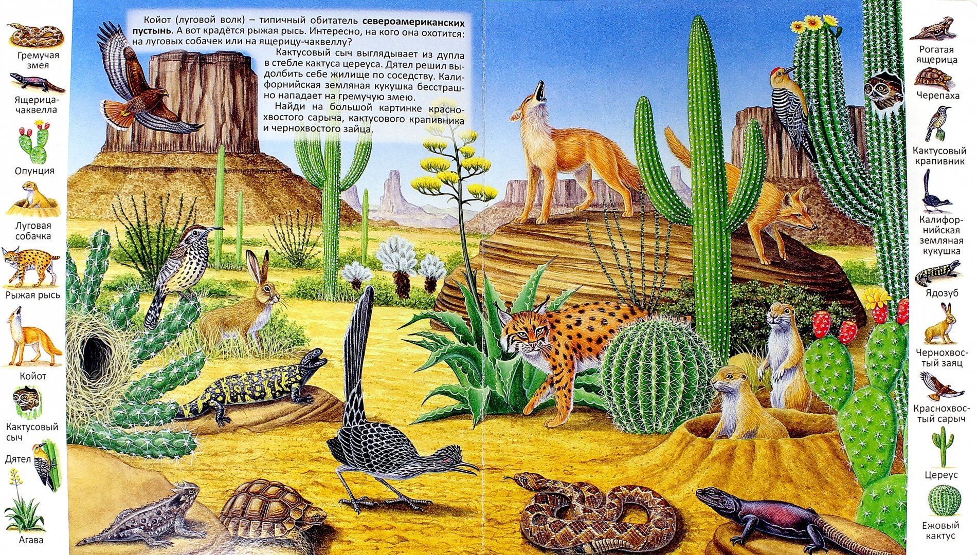 Иллюстрация 1 из 26 для Животные и растения пустыни | Лабиринт - книги. Источник: Лабиринт