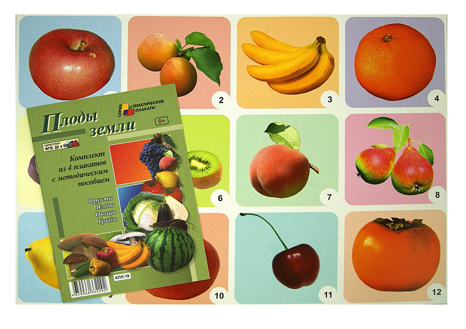 Иллюстрация 2 из 17 для Комплект плакатов "Плоды земли" (4 плаката: "Фрукты", "Ягоды", "Овощи", "Грибы") ФГОС ДО | Лабиринт - книги. Источник: Лабиринт
