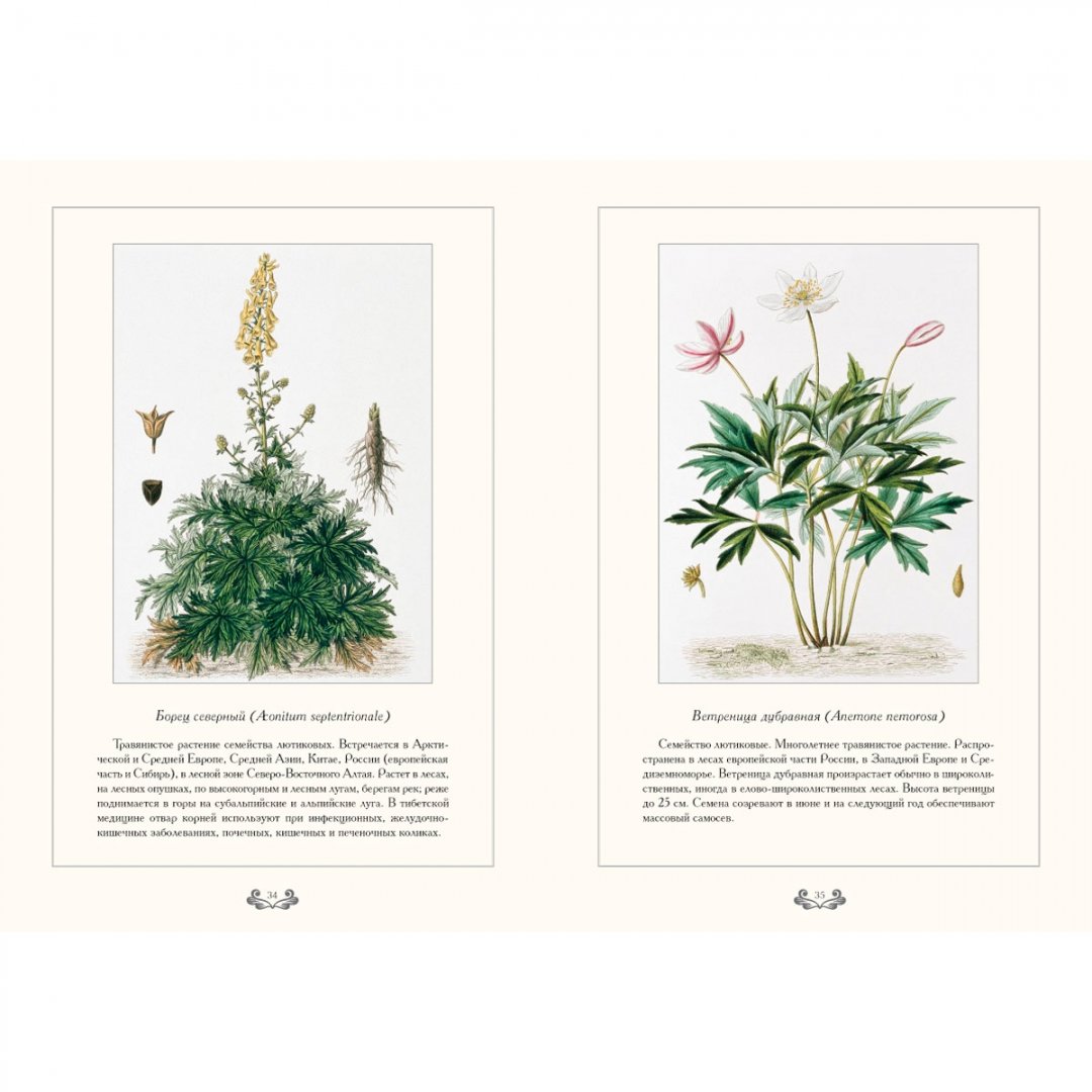 Иллюстрация 8 из 10 для Царство растений - С. Иванов | Лабиринт - книги. Источник: Лабиринт