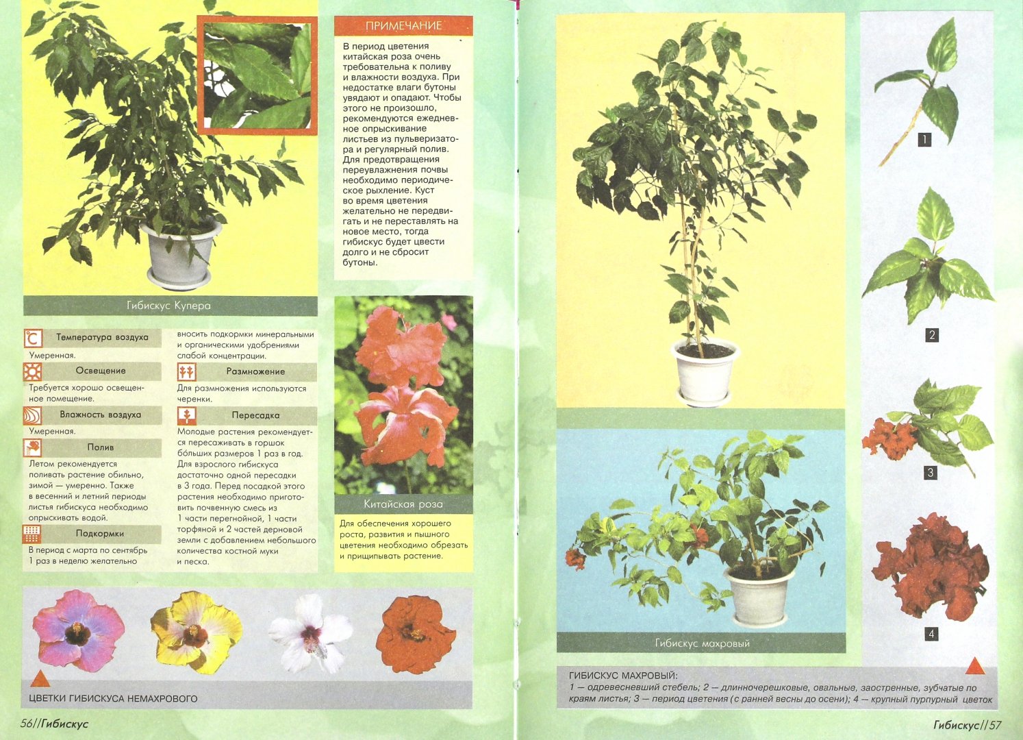 Иллюстрация 1 из 5 для 100 самых популярных комнатных растений - Ирина Иофина | Лабиринт - книги. Источник: Лабиринт