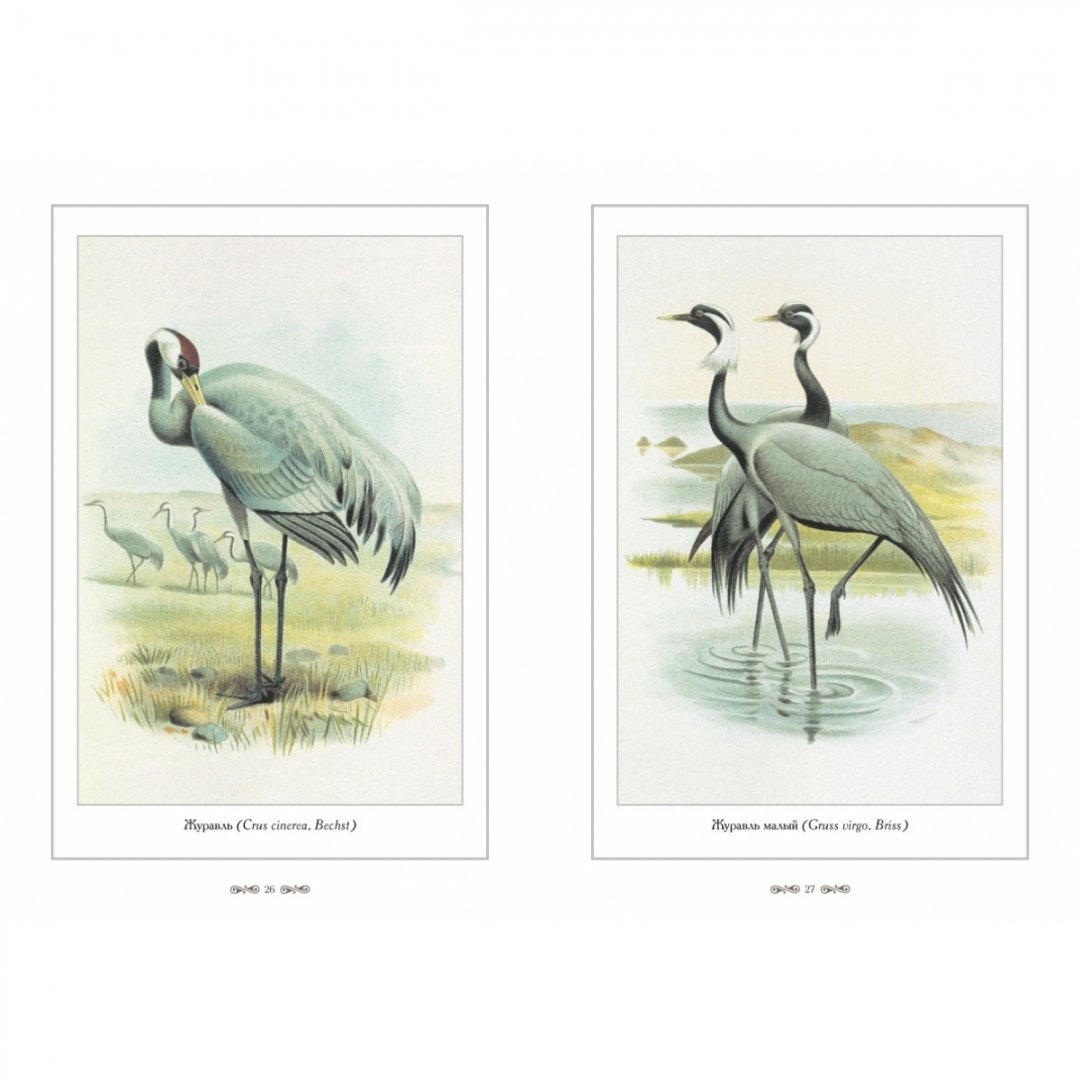 Иллюстрация 7 из 10 для Охотничьи и промысловые птицы Европейской | Лабиринт - книги. Источник: Лабиринт