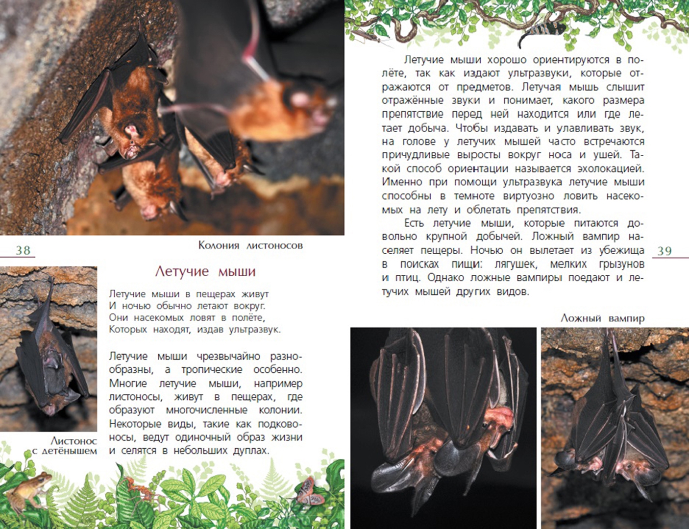 Иллюстрация 5 из 6 для Тропический лес - Эдуард Галоян | Лабиринт - книги. Источник: Лабиринт