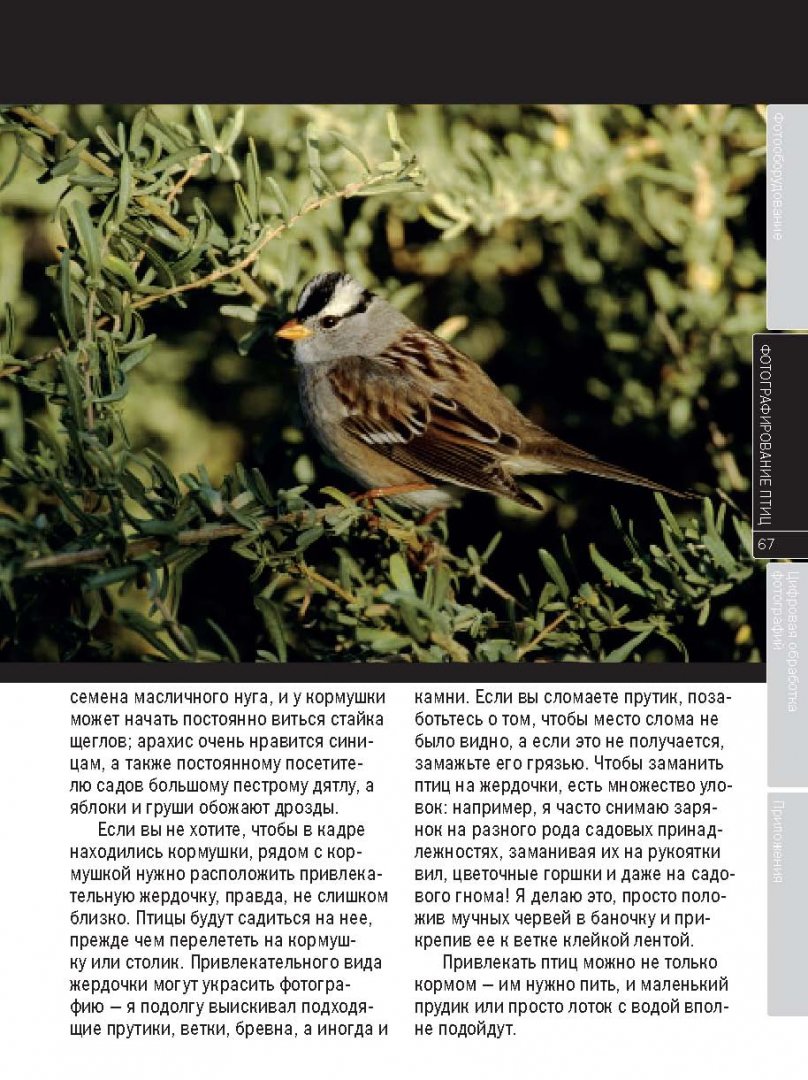 Иллюстрация 10 из 20 для Птицы в кадре. Практическое руководство по фотоохоте на птиц - Дэвид Типлинг | Лабиринт - книги. Источник: Лабиринт