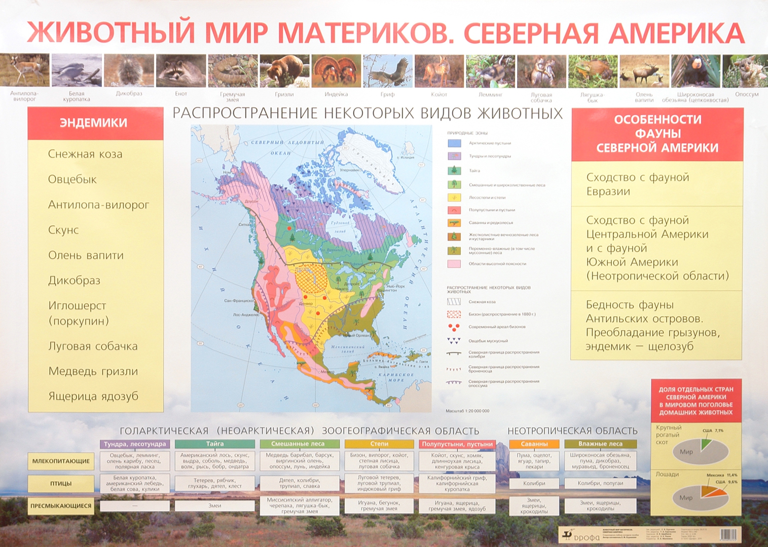 Животный мир материка северная америка. Животный мир Северной Америки таблица 7 класс. Животные материка Северная Америка. Области материка Северной Америки. Растительный и животный мир материков.
