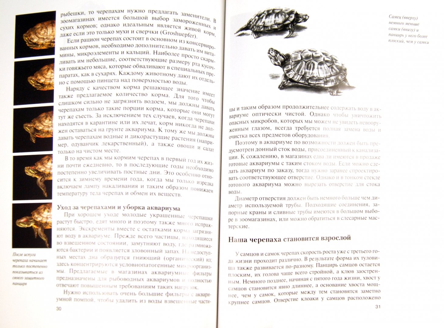 Иллюстрация 1 из 16 для Красноухие черепахи. Содержание и уход - Райнер Прашага | Лабиринт - книги. Источник: Лабиринт