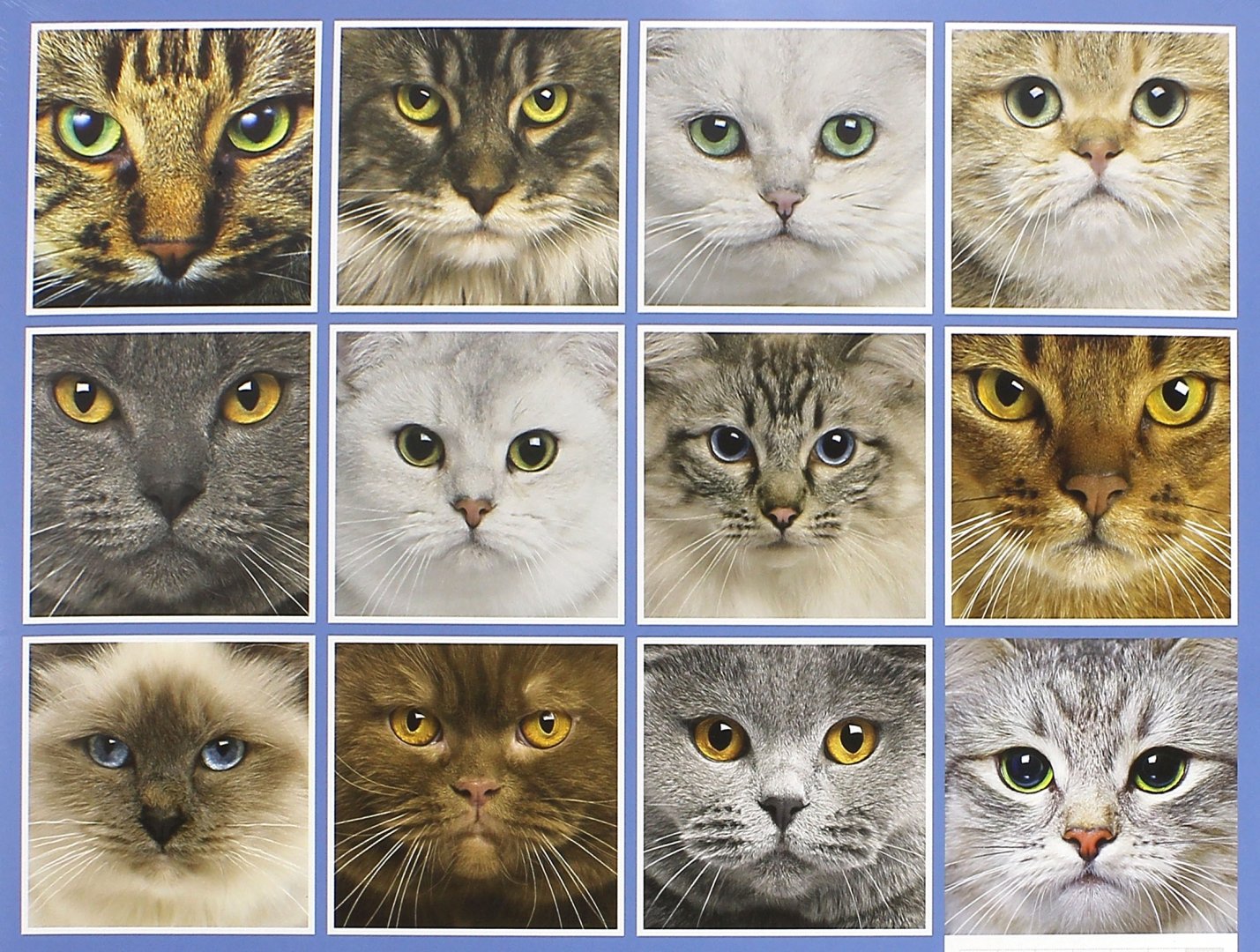 Иллюстрация 1 из 2 для Календарь на 2016 год "Кошки. Кошачьи глаза", 30х30 см (2930) | Лабиринт - сувениры. Источник: Лабиринт