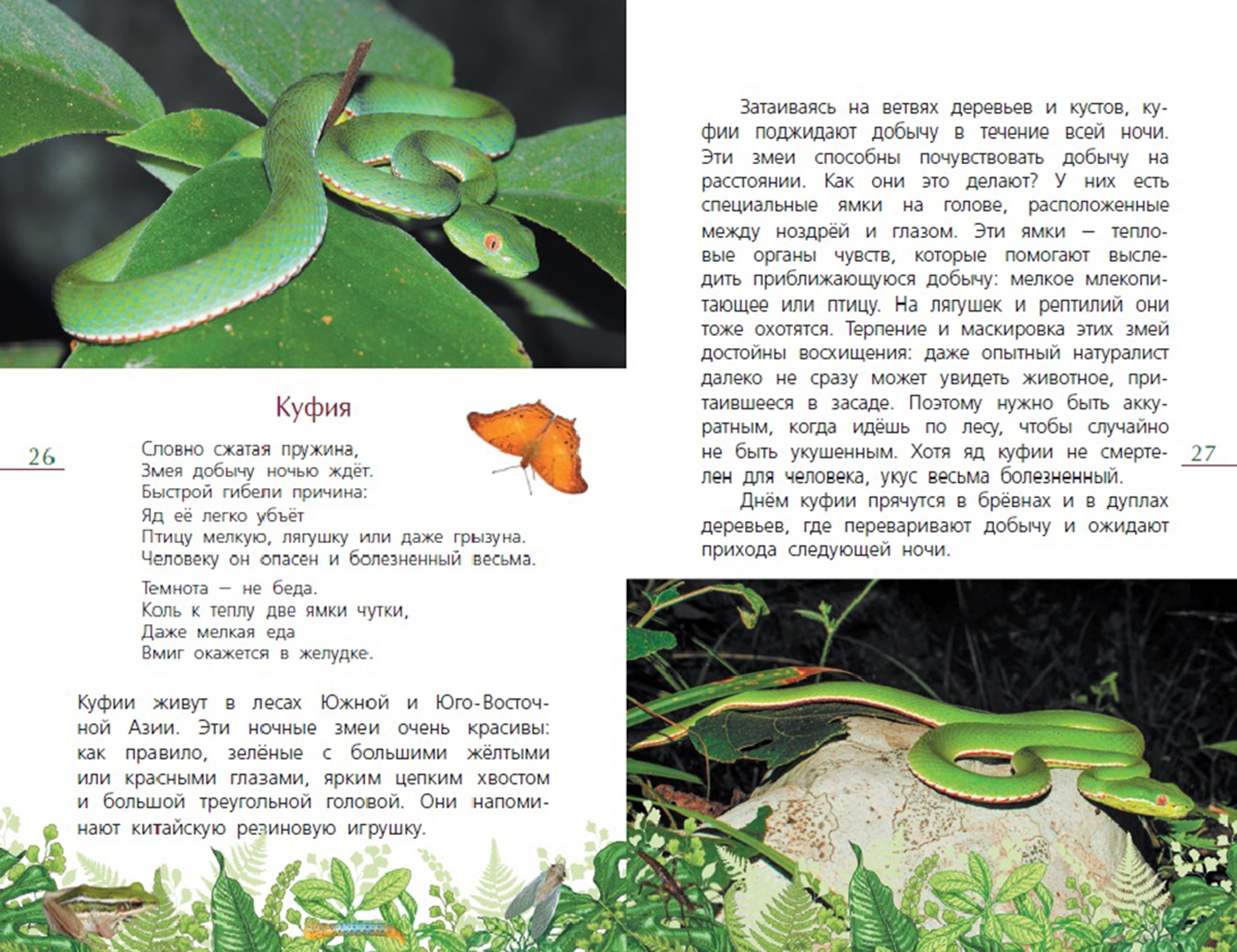 Иллюстрация 3 из 6 для Тропический лес - Эдуард Галоян | Лабиринт - книги. Источник: Лабиринт
